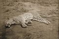 SON LEOPAR (1960 yılı başlarına kadar İzmir dağlarında yaşayan Anadolu Leoparının gerçek ve hazin yok oluş hikayesi.)